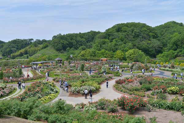 花フェスタ記念公園 バラの祭典