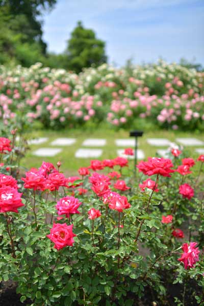 花フェスタ記念公園 バラの祭典