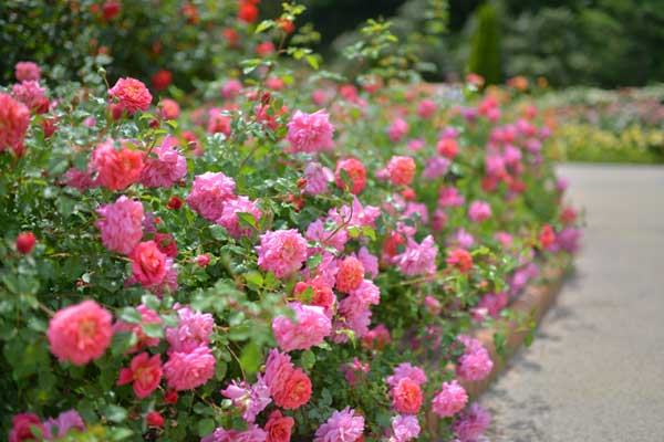 花フェスタ記念公園 バラの祭典