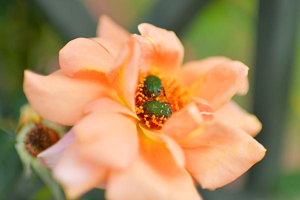 花フェスタ記念公園 バラの祭典