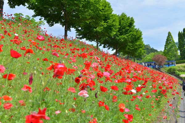 花フェスタ記念公園 ひなげし畑