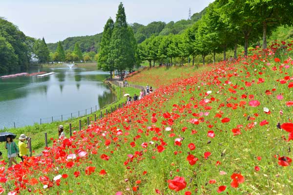 花フェスタ記念公園 ひなげし畑