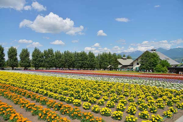 ファーム富田の花畑