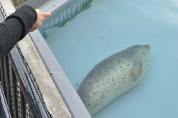 旭山動物園のアザラシ