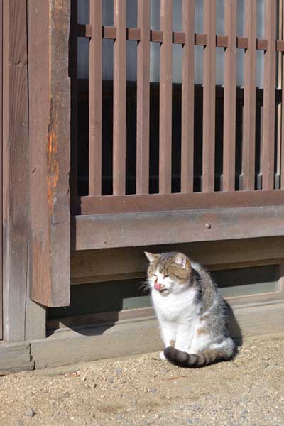 妻籠 ひなたぼっこ猫