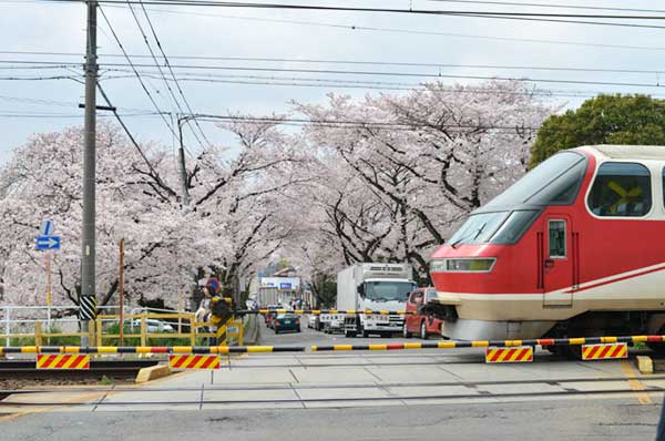 犬山 名鉄と満開の桜並木