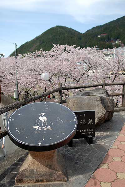 下呂の桜