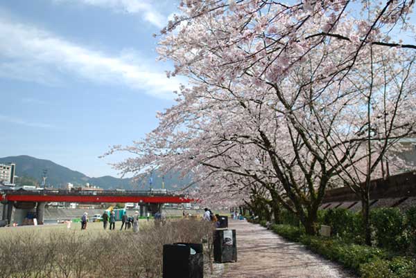 下呂の桜
