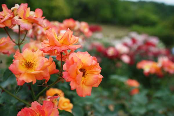 春日井市都市緑化植物園のバラ