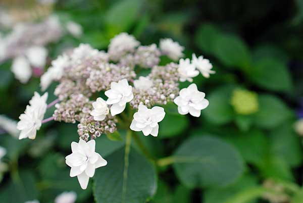 春日井市都市緑化植物園のあじさい
