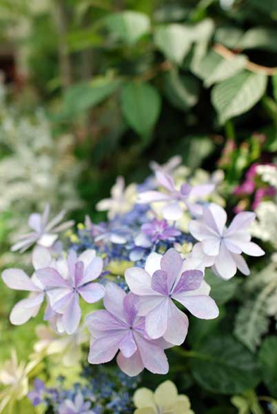 春日井市都市緑化植物園のあじさい