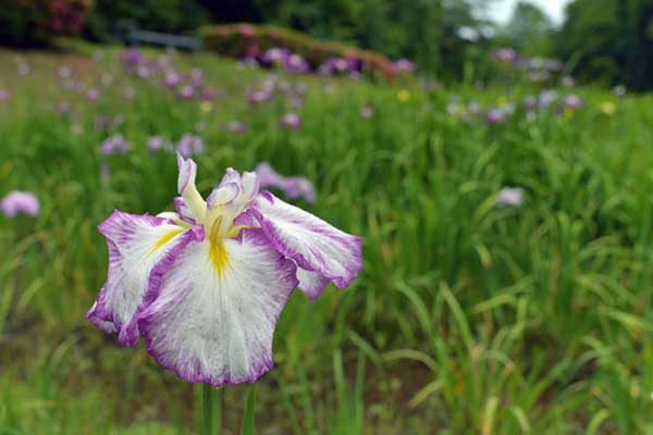 岐阜百年公園の菖蒲