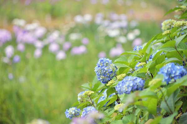 岐阜百年公園の紫陽花