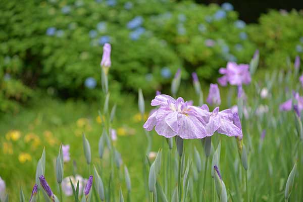 岐阜百年公園の菖蒲