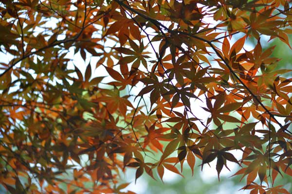 岐阜百年公園の紅葉