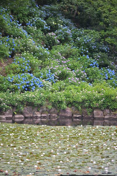 美濃加茂健康の森の紫陽花と睡蓮