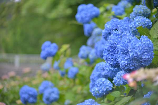 美濃加茂健康の森の紫陽花