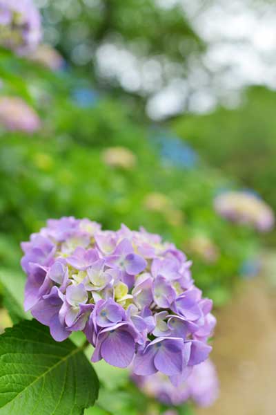 美濃加茂健康の森の紫陽花