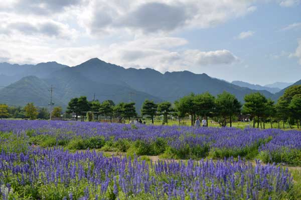 ラベンダーと飛騨山脈
