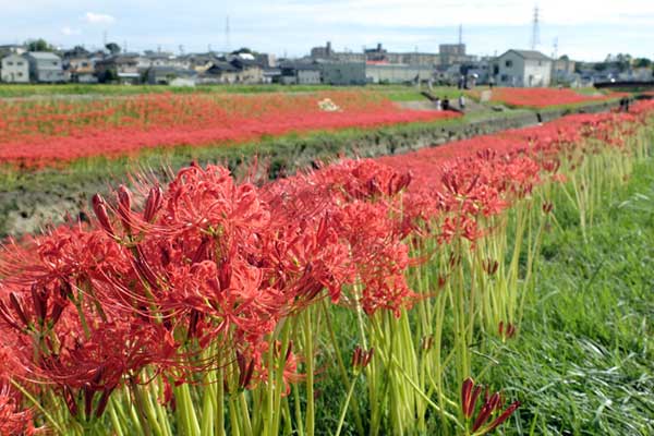 逢妻女川の彼岸花