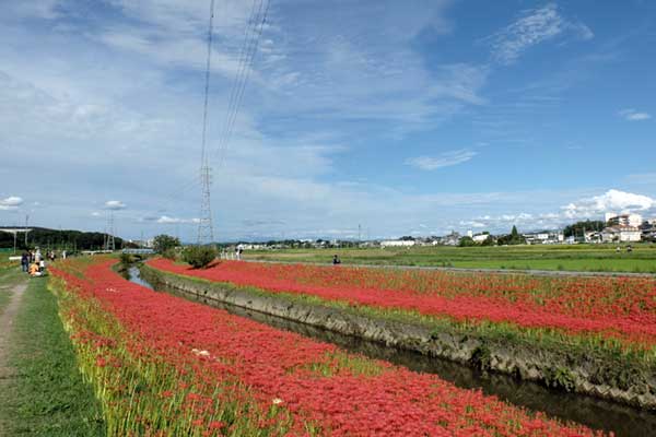 逢妻女川の彼岸花