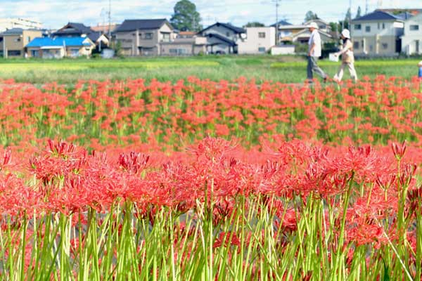 逢妻女川の彼岸花