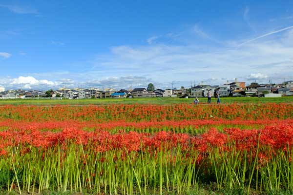 逢妻女川の彼岸花
