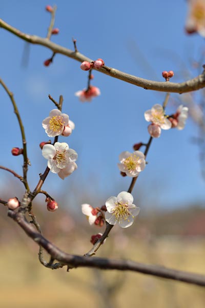 蘇原自然公園の梅