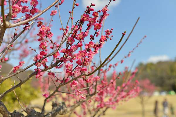 蘇原自然公園の梅