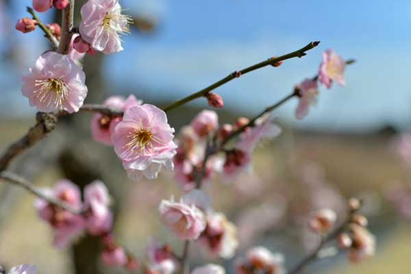 蘇原自然公園の梅
