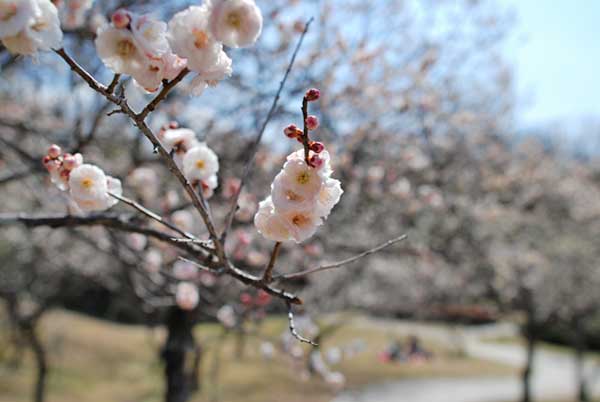 豊田市平芝梅林公園の梅