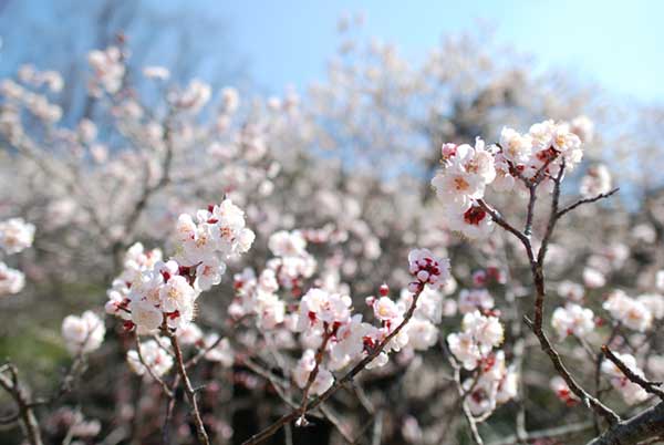 豊田市平芝梅林公園の梅