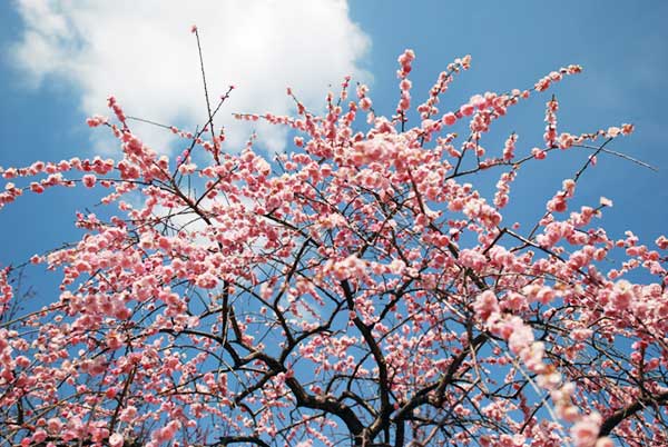 豊田市平芝梅林公園の梅