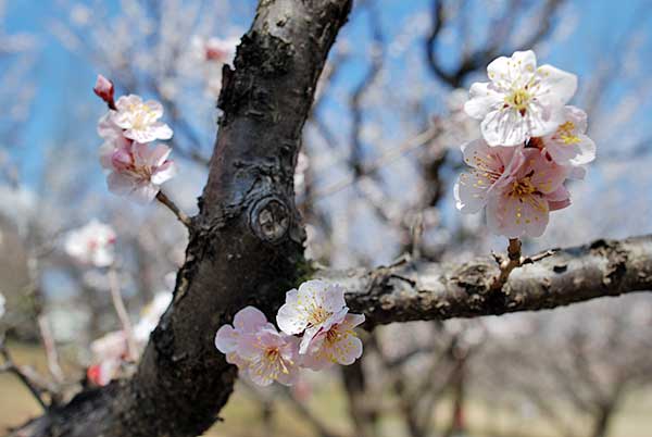 豊田市平芝梅林公園の梅