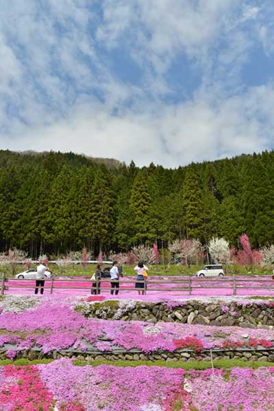 國田家の芝桜