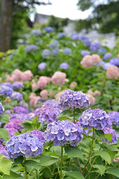 稲沢市性海寺の紫陽花
