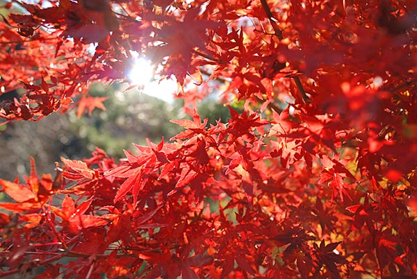 付知峡の紅葉