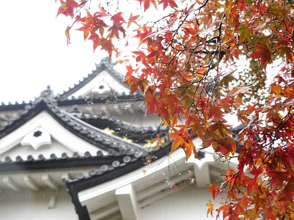 彦根城の濡れ紅葉