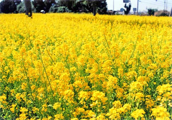 渥美半島菜の花まつり