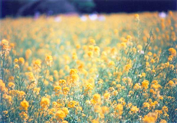 渥美半島菜の花まつり