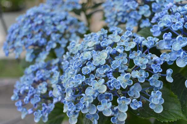くすんだ色の紫陽花