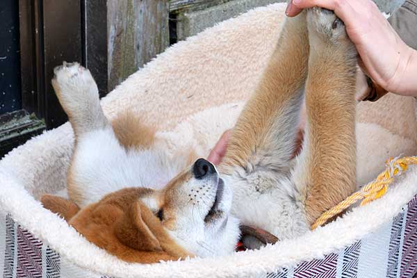 中津川ふれあい牧場
