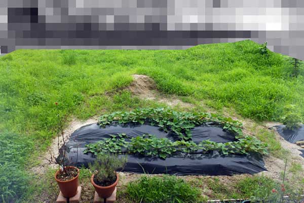庭の草刈前