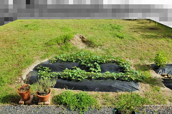 庭の草刈後