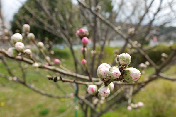 桃の花のつぼみ
