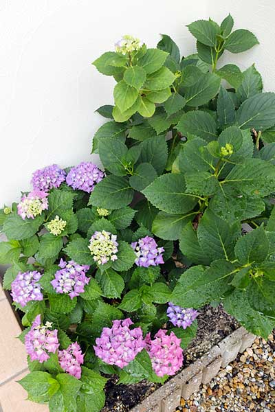 庭の紫陽花