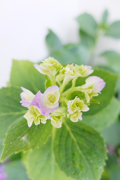 庭の紫陽花