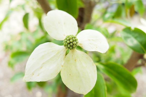 ホンコンエンシスの花