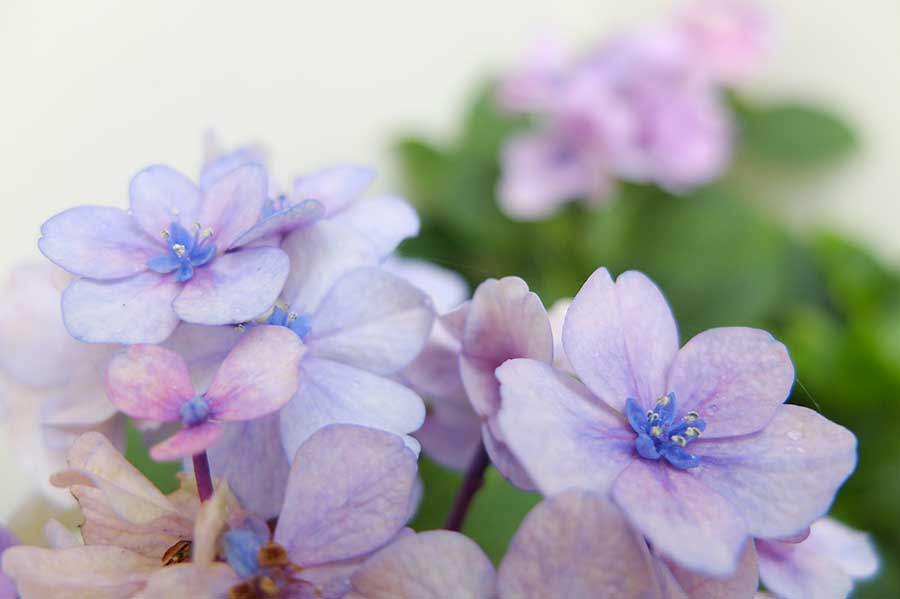 満開の紫陽花