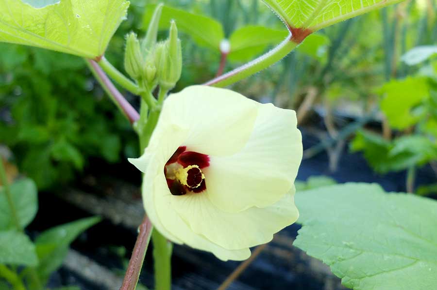 オクラの花